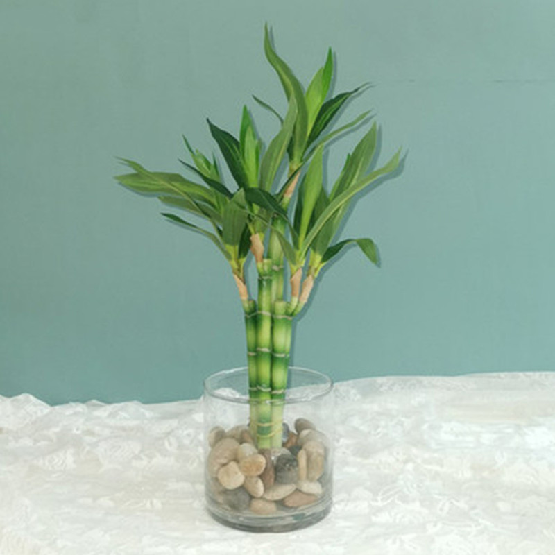 نبات البامبو الصناعي الجديد بط - مراجعة Dracaena Marginata وسعره