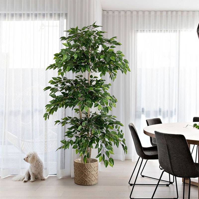 اللبخ نباتات استوائية كبيرة اص - مراجعة Dracaena Marginata وسعره