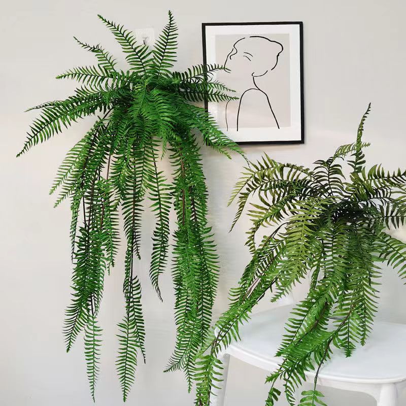 120 سنتيمتر النباتات الخضراء ا - مراجعة Monstera Adansonii وسعره