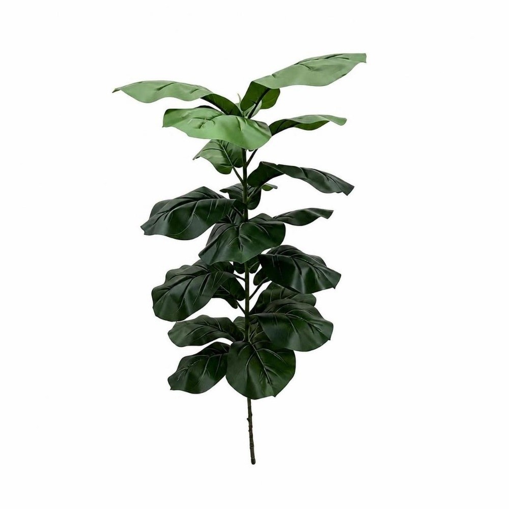 15/9/23 أوراق نبات التين الاصط - مراجعة Ficus Lyrata Tree وسعره