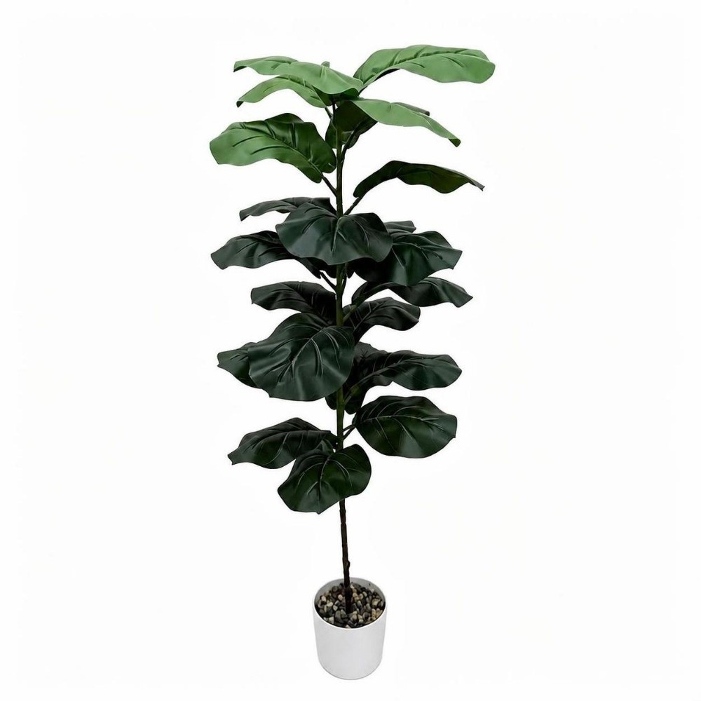 15/9/23 أوراق نبات التين الاصط - مراجعة Ficus Lyrata Tree وسعره