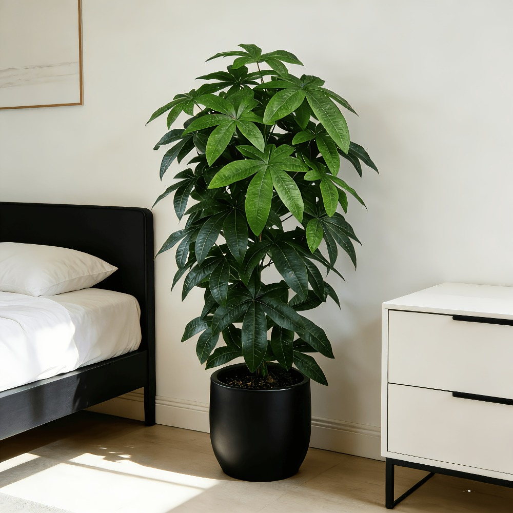 شجرة المال الاصطناعية (باشيرا  - مراجعة Monstera Adansonii وسعره